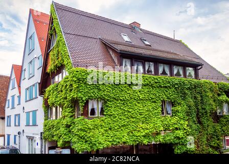 Haus bewachsen mit Efeu in der Stadt Ulm, Deutschland. Überwuchert Fassade im Sommer. Grünpflanzen auf Wohnstruktur oder Hotel, Wand mit Gemüse Stockfoto