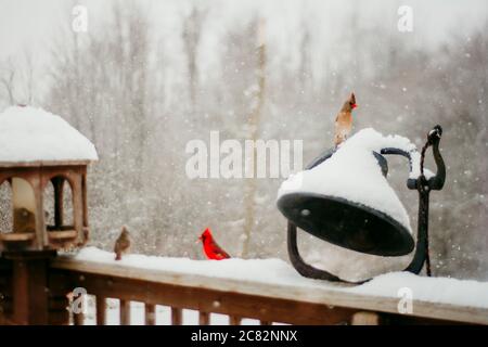 Männliche und weibliche Kardinäle sitzen auf Snowy Deck in einem Schneesturm Stockfoto