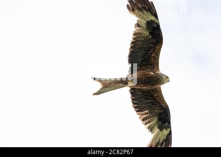 Red Kite (milvus milvus), Greifvogel, der gegen einen weißen Himmel fliegt, Großbritannien Stockfoto