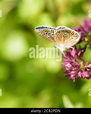 Chalkhill-blauer Schmetterling (Polyommatus coridon), Chilterns, Großbritannien Stockfoto