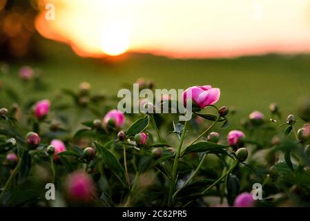 Blühende Pfingstrosen in einem Blumengarten bei Sonnenuntergang Stockfoto