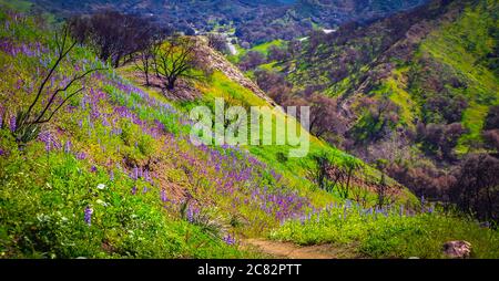Hügel mit Lupinenblumen im Malibu Creek State Park in den Santa Monica Mountains im Frühjahr 2019 Stockfoto