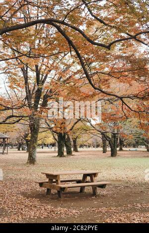 Park Tisch in unter Herbstlaub Wald in Yoyogi gesetzt parken Stockfoto