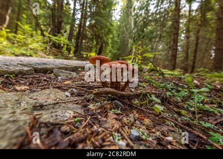 Pilze im Wald im Herbst Stockfoto