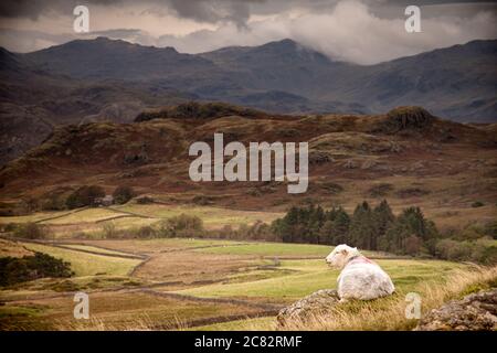 Ein herdwick Schafe ruht auf einem Felsen mit Blick auf Birkerthwaite in der Lake District. Stockfoto