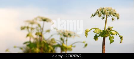 Blühte giftige Pflanze Riese Hogweed auf dem Feld. Bekannt als Heracleum oder Kuh Parsnip. Saft dieser gefährlichen Pflanze bilden Verbrennungen und Blasen auf h Stockfoto