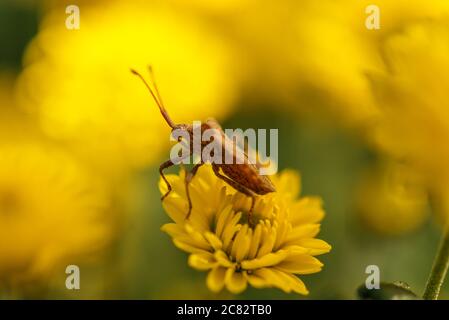 Palomena prasina. Braune Schildwanzen im Herbst. Stockfoto