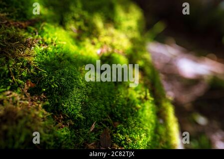 Nahaufnahme von blühendem grünem Moos. Verwischen Sie den Hintergrund mit Blendung. Stockfoto