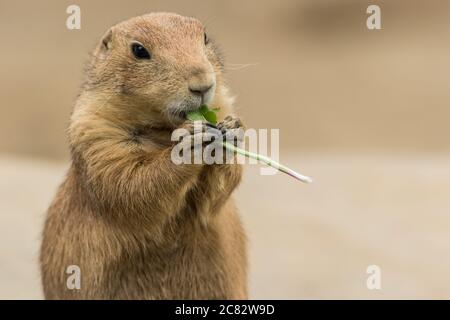 Prairie Hund, Cynomys, essen ein langes grünes Klee Stockfoto