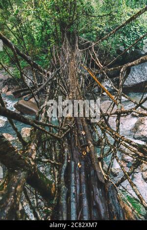 Lebende Wurzelbrücke in Cherrapunji, Meghalaya, Indien Stockfoto
