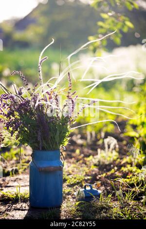 Stillleben - Milchkanne mit Wildblumen Salvia im Garten. Atmosphäre und Stimmung Stockfoto