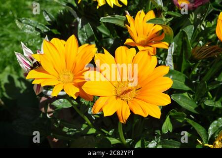 Gelbe Gazania-Blumen in blühendem englischen Landhausgarten Stockfoto