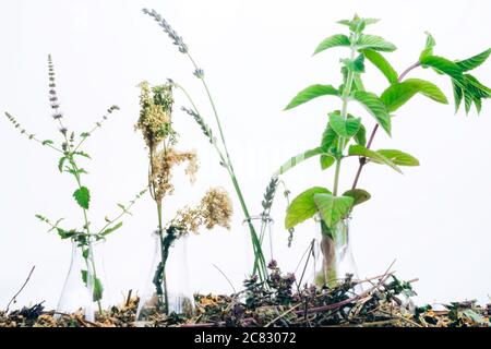 Laborglasflaschen zur Kräutermedizin-Zubereitung mit Kräutern und Blumen, Aromatherapie und ätherischen Ölen. Stockfoto