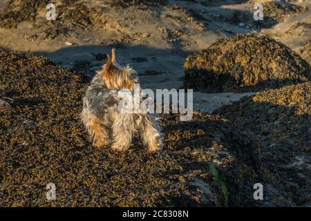 yorkshire Terrier Hund am Meer auf Felsen mit Algen Stockfoto