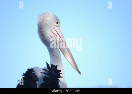 Nahaufnahme des australischen Pelican (Pelecanus auffallillatus) am Camden Haven River in North Haven NSW Stockfoto