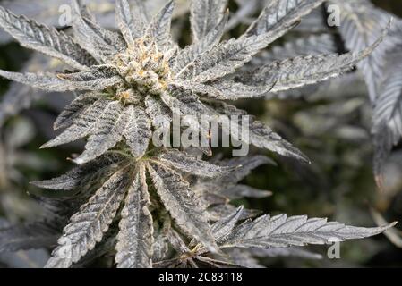 Makroaufnahme von medizinischen Cannabis Marihuana-Pflanzen, die mit Trichomen anwachsen Stockfoto