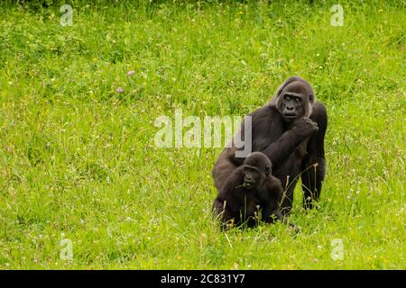 Celebes crested Makaken und Jungtier in den Feldern Stockfoto