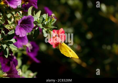 Wolkenloser Schwefelschmetterling auf einer bunten rosa Petunie Stockfoto