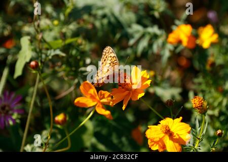 Bunte Fritillary Butterfly ernährt sich von Orangenblüten Stockfoto