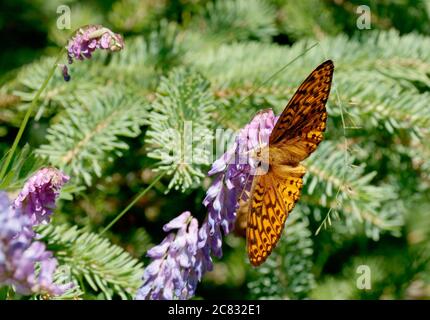 Callippe Fritillary ernährt sich von purpurner Blüte Stockfoto