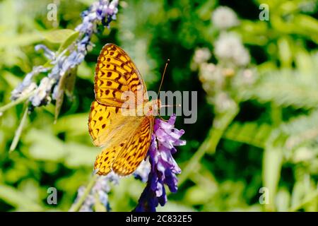 Callippe Fritillary ernährt sich von purpurner Blüte Stockfoto