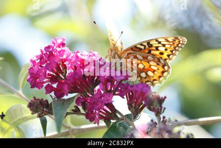 Gulf Fritillary ernährt sich von rosa Schmetterlingsbusch Stockfoto