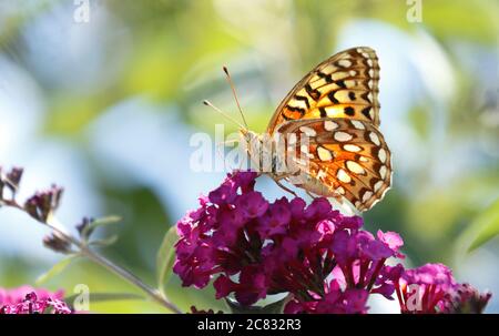 Gulf Fritillary ernährt sich von rosa Schmetterlingsbusch Stockfoto