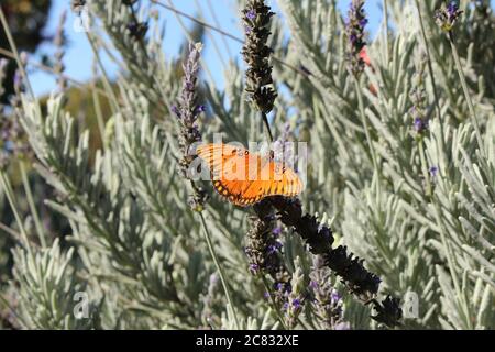 Gulf Fritillary ernährt sich von Lavendel Stockfoto