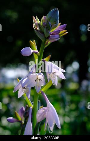 Hellviolette Hosta Blumen und Knospen, die in der Sommersonne in Ottawa, Ontario, Kanada gut aussehen. Stockfoto