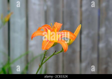 Einzelne orangene Taglilie (Hemerocallis fulva) und Knospe gegen einen Holzzaun in einem Glebe Garten, Ottawa, Ontario, Kanada. Stockfoto