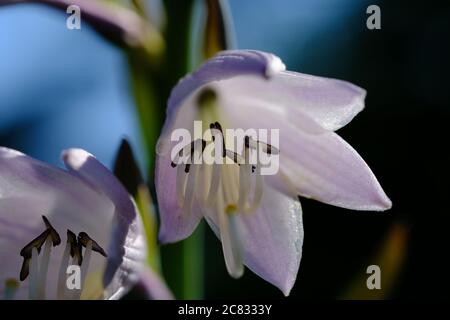 Detail einer Hosta-Blume: corolla (alle 6 Tepals), Staubfäden (Filament + Anther) und Pistill (Stigma + Stil, aber nicht Eierstock). Ottawa, Ontario, Kanada. Stockfoto