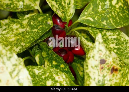 Makroaufnahme der roten Beeren aus der Aucuba Pflanze mit grünen Blättern um sie herum Stockfoto