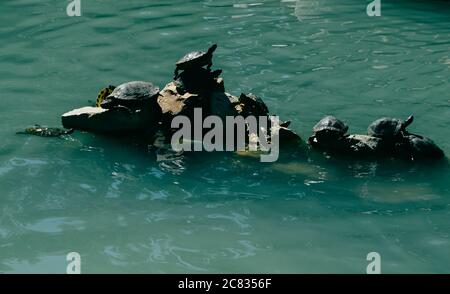 Schildkröten auf den Felsen, umgeben vom Wasser Stockfoto