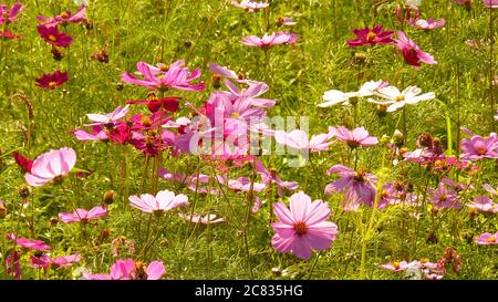 Zartes Feld von rosa Cosmos Bipinnatus Blumen Stockfoto