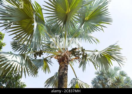 Palmenfrüchte auf Plantage Palmenbaum tropischen Sommer mit grünen Blättern schmücken Garten Stockfoto