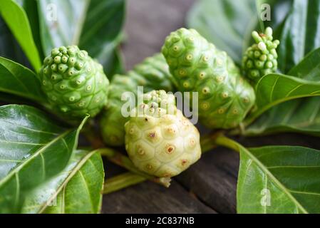 noni Frucht auf Holzhintergrund / frisch reifen und rohen Noni Blatt, große Morinda (Noni) oder Morinda citrifolia Stockfoto