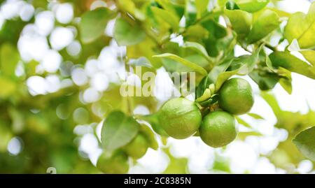 Grüne Limetten auf einem Baum / frische Limette Zitrusfrüchte im Garten Bauernhof mit Natur grün Unschärfe Hintergrund Stockfoto