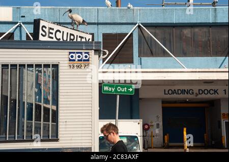 26.09.2019, Sydney, New South Wales, Australien - Außenansicht mit Laderampe des Sydney Fish Market in Blackwattle Bay in Pyrmont. Stockfoto