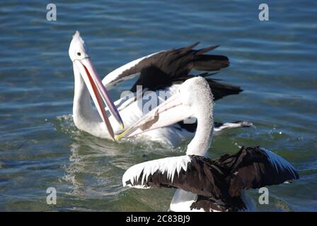 Zwei australische Pelikane (Pelecanus auffallillatus) kämpfen über einen Fisch auf Camden Haven River bei North Haven NSW Stockfoto