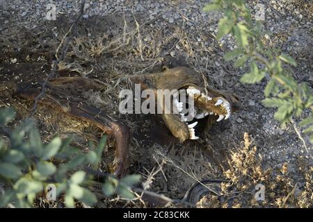 Totes Tier mitten im Wald. Oman Stockfoto