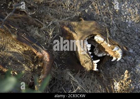 Totes Tier mitten im Wald. Oman Stockfoto