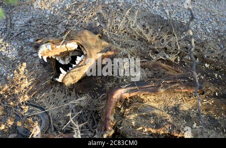 Totes Tier mitten im Wald. Oman Stockfoto