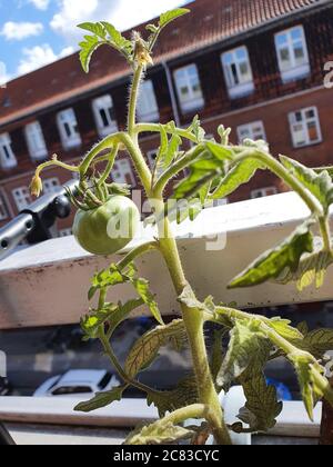 Vertikale Aufnahme von аn unreifen Tomaten wächst auf dem Balkon Stockfoto