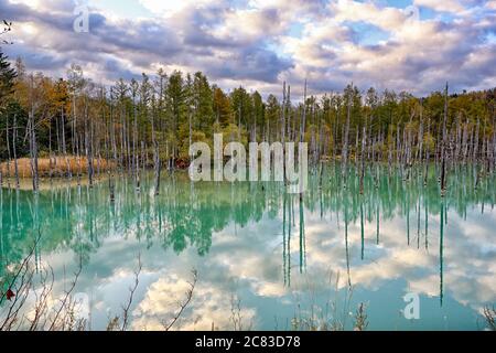 Nachbau des Shirogane Blauen Teiches in Biei, Hokkaido Herbstsaison, Hokkaido Japan. Stockfoto