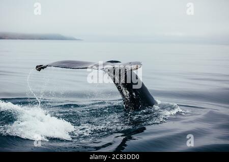 Nahaufnahme eines Wals, der im Meer schwimmt Sein Schwanz an der Außenseite Stockfoto