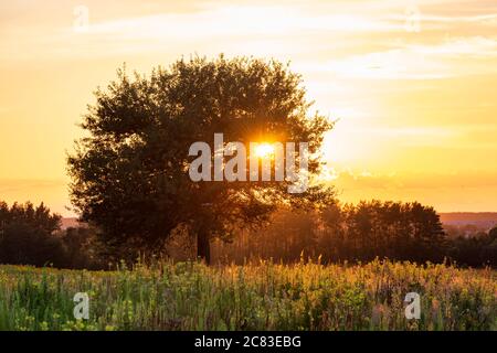 Einsamer Baum mit der Sonne des Sonnenuntergangs, die durch die Äste scheint. Bunte Sommerlandschaft mit Baum, Wald und Wildblumen Stockfoto