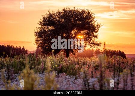 Sonnenuntergang mit einigem Baum in der wilden Wiese mit üppig blühenden Blumen Stockfoto