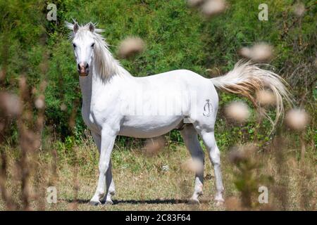 Nahaufnahme eines weißen Camargue-Pferdes, das seitlich in die Kamera blickt, vor einem Hintergrund aus grünen Büschen Stockfoto