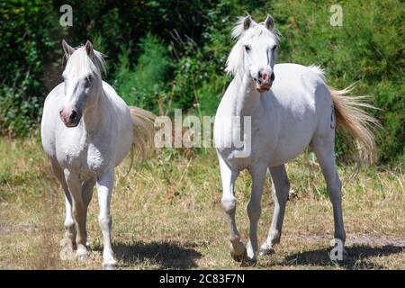 Nahaufnahme von zwei weißen Camargue-Pferden, die traben, vor einem Hintergrund aus grünen Büschen Stockfoto