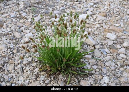 Plantago lanceolata, Ribwort Wegerich. Wildpflanze im Sommer erschossen. Stockfoto